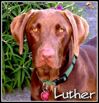 Luther the Blues Hound